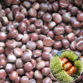 high quality hebei zunhua chestnut